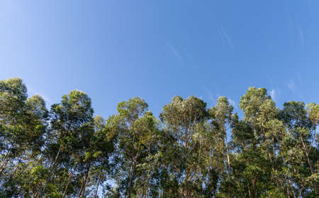 View of the canopy of an aucaliptus forest on a sunny afternoon and blue sky. Plantation for the manufacture of paper and cellulose.の写真素材