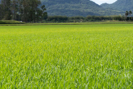 Scenes from an irrigated rice plantation, with already effective germination and water occupying the full extent of the crop. Agricultural production management in southern Brazil. Production of food for consumption.の写真素材