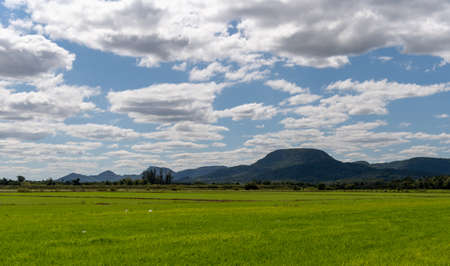 Scenes from an irrigated rice plantation, with already effective germination and water occupying the full extent of the crop. Agricultural production management in southern Brazil. Production of food for consumption.の写真素材