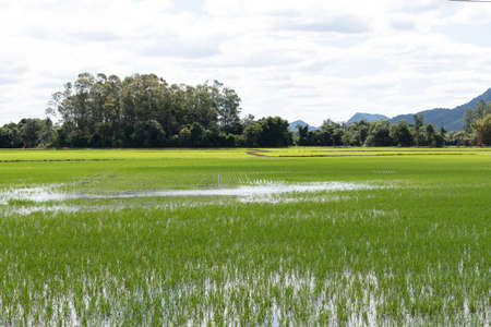 Scenes from an irrigated rice plantation, with already effective germination and water occupying the full extent of the crop. Agricultural production management in southern Brazil. Production of food for consumption.の写真素材
