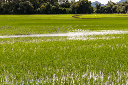 Scenes from an irrigated rice plantation, with already effective germination and water occupying the full extent of the crop. Agricultural production management in southern Brazil. Production of food for consumption.の写真素材
