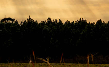 Silhouette of Sunset and late afternoon in southern Brazil, fronted with Uruguay. Rural landscape at...