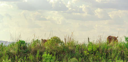 Agricultural production fields. Livestock production area. Agricultural farms. Pampa biome region in southern Brazil. Rural landscape. Farm areas.の写真素材