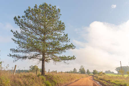 American pine tree (Pinus elliottii). Dirt road. Rural landscape. Farmland region in Brazil. Non-urban area. Nature. Rural and ecological tourism.の写真素材