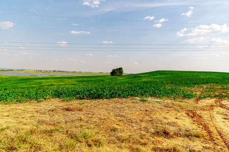 Rural landscape. Farm area and soy plantation. Central region of the State of Rio Grande do Sul in Brazil. Grain export agriculture. Soy production. Countryside.の写真素材