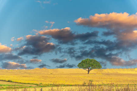 Blue skies and sparse clouds. Dramatic sky. Rain-forming clouds in Latin America. Feeling of freedom. The sky is blue due to the scattering phenomenon, which highlights the blue light of the seaの写真素材