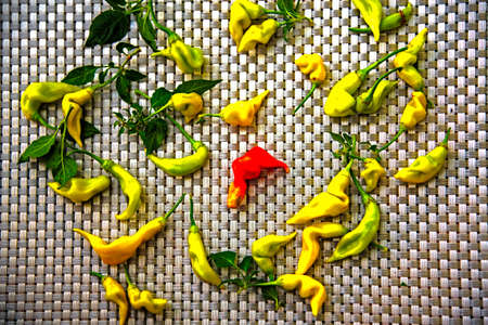 Pepper fruits. Sweet pungent and very aromatic, they are used in salads, cooked and stuffed. It is more like a pepper than a pepper, and is used as a vegetable.の写真素材