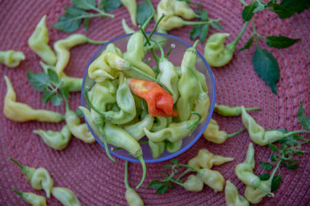 Pepper fruits. Sweet pungent and very aromatic, they are used in salads, cooked and stuffed. It is...