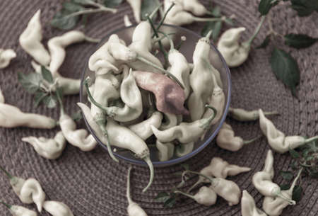 Pepper fruits. Sweet pungent and very aromatic, they are used in salads, cooked and stuffed. It is more like a pepper than a pepper, and is used as a vegetable.の写真素材