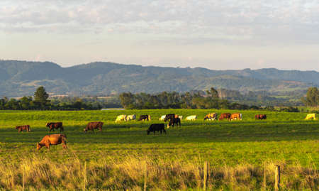 Rural landscape in southern Brazil. Area of farms where cattle breeding takes place in extensive areas. Heads of cattle feeding on livestock farm. Beef cattle. Agricultural production.の写真素材