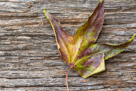 Maple leaf, a tree of the Acer genus, reaching a few meters in height, or even, a simple and low shrub. On the planet, there are about 130 species of maple.の写真素材