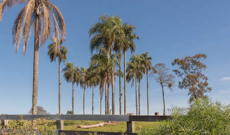 Rural landscape in southern Brazil. Scene where palm trees appear on a blue horizon background....