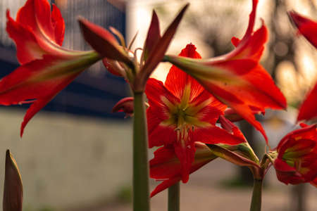 Canna Flowers indica. Ornamental Arbustive plant characterized by very attractive, tinted flowers ranging from yellow, to cream and red, in many combinations by natural hybridizationの写真素材