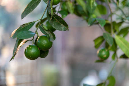 The lemon tree (Citrus x limon L.) is a persistent leaf tree that is originally from Asia. It has been cultivated and used for centuries, mainly to use its fruitsの写真素材