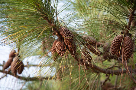American pine (Pinus elliottii). Pine cones. Rural landscape. Blue sky. Humid climate and soil tree....