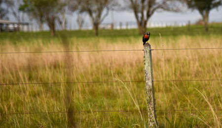 Bird known for starlings (sturnus defilippii). Cloudy dawn in the pampa biome region. Bird of the order Passeriformes of the family Icteridae. Brazilian fauna.の写真素材