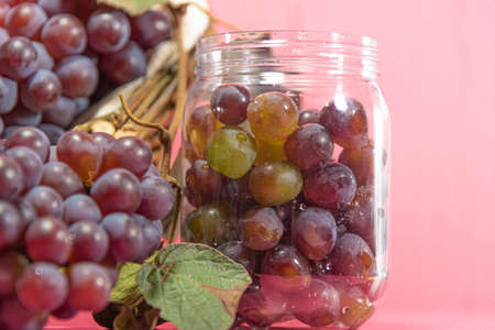 Bunches and grape grains. American variety grapes, used as rootstocks and for the production of table grapes, for fresh consumption, juices, jams and wines. Fruit of kings.の写真素材