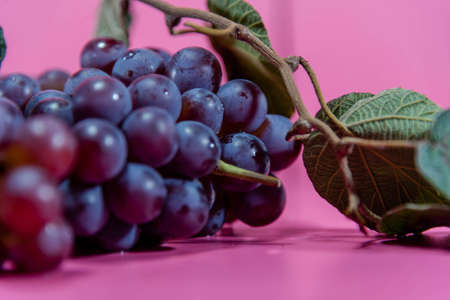 Bunch of table grapes. Pink grape, widely used as a source of raw material for wine making, due to...