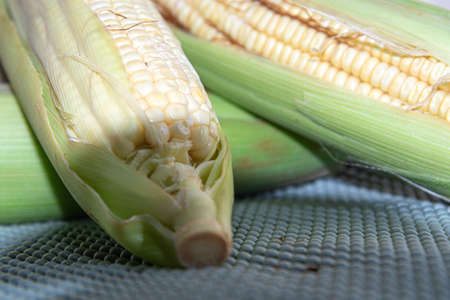 Corn cobs (Zea mays). Brazilian delicacy. June party food. Brazilian cuisine dish cooked green corn....