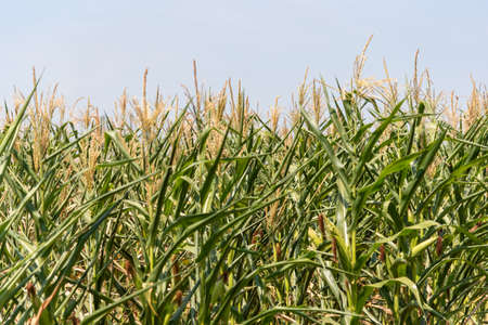 Crops in the grain filling stage. Corn (Zea mays) is a well-known cereal grown in much of the world....