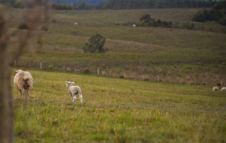 Corriedale sheep. Corriedale is a dual purpose sheep (wool and meat). It has a large size and good carcass quality. Rural landscape. Pampa biome region in Brazil.の写真素材