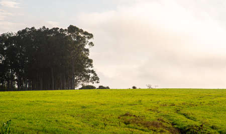 Fields in the Pampas region of the state of Rio Grande do Sul. Southern Brazil. Pampa biome. Rural...