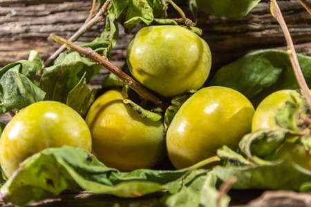 Fresh fruits. Chocolate persimmons on an aged wooden background. Tropical fruits. Human food. Fruit for consumption and juice production.の写真素材