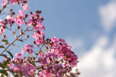 Lagerstroemia indicates known as extremosa is a plant in the Lythraceae family. The species was introduced in the USA in 1790 by the botanist Andre Michaux and is cultivated today as an ornamental tree.の写真素材