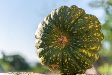 Pumpkin with a soft texture and slightly sweet flavor, Japanese pumpkin, also known as kabocha. Fruit for food human. Fruit and vegetable product of economic value.の写真素材