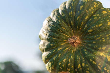 Pumpkin with a soft texture and slightly sweet flavor, Japanese pumpkin, also known as kabocha. Fruit for food human. Fruit and vegetable product of economic value.の写真素材