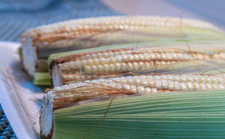 Ears of green corn. Popular food in Brazil. Delicacy of June and July parties. Input in the production of flour, popcorn and hominy. Fiber source. Fresh corn.の写真素材
