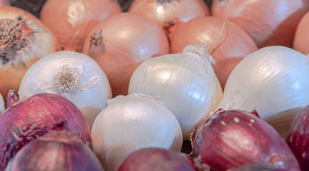 Onion bulbs. White, purple and yellow onions. Condiments and seasonings. Culinary delicacy. Organic food. Healthy eating. Allium cepa.の写真素材