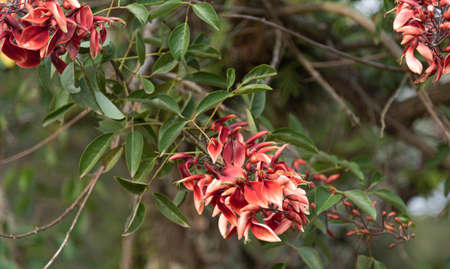 Bathed cork tree (Erythrina crista-galli). The cork tree is a tree of the legume family (Fabaceae), native to southern Brazil, Argentina, Uruguay and Paraguay, and can reach 10 meters in height.の写真素材