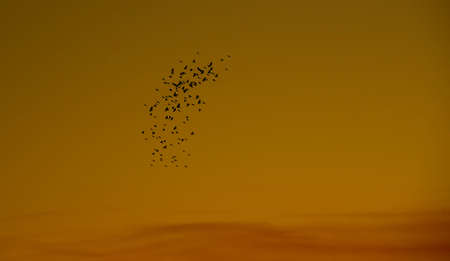 Flock of birds in silhouette. Late afternoon. Dusk in farm areas. Pampa biome in southern Brazil....
