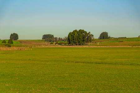 Rural landscape. Agricultural production farm fields. Livestock and soy production region in...