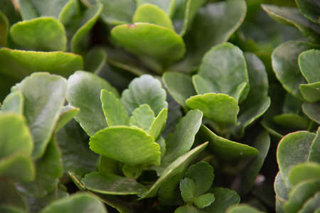 Garden foliage. Environmental decoration. Green plants. Home garden. Natural plant.の写真素材