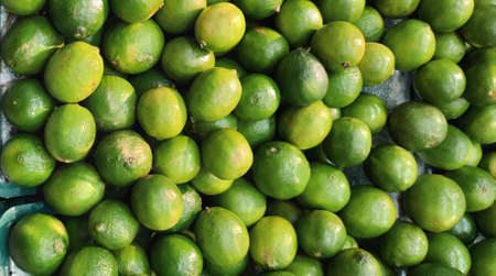 Fruits of Galician lemon (Citrus aurantifolia). Fruits of lemon trees that can reach up to six meters in height and can be found in humid regions.の写真素材