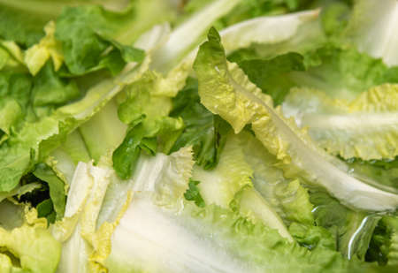 Lactuca sativa var crispa. This is the scientific name of curly lettuce, a leaf lettuce of the genus compositae. Lettuce is the third most produced vegetable in Brazilの写真素材