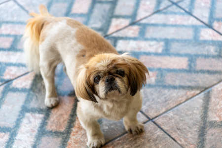 Pekingese breed dog. One of the oldest dog breeds in the world, its origin is surrounded by legends....