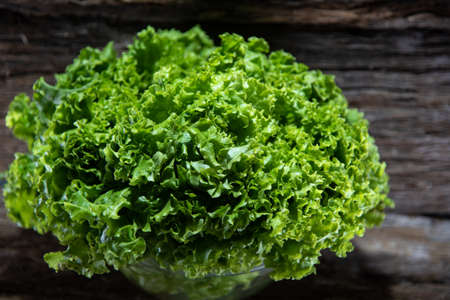 Lettuce (Lactuca sativa) is an annual or biennial hortense, used in human food. Originating in the Eastern Mediterranean, it is grown worldwide for consumption in saladsの写真素材