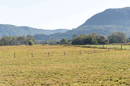 Livestock fields in Brazil. Brazil has one of the largest cattle herds in the world. Anonne grass....