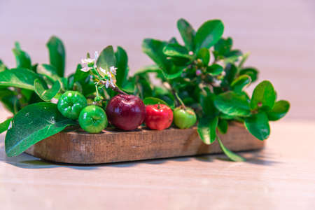 Leaves, flowers and fruits of acerola (Malpighia emarginata). Light background. Fruit used for juices and sweets. Feint of vitamin C. Brazilian flora. Detox and natural diet food.の写真素材