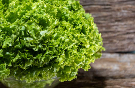 Lettuce (Lactuca sativa) is an annual or biennial hortense, used in human food. Originating in the...