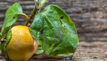 Persimmon fruit (Diospyrus kaki L.). The persimmon tree is grown mainly in the states of SÃ£o Paulo, Rio Grande do Sul, ParanÃ¡ and Minas Gerais, with SÃ£o Paulo being the largest producer in Brazilの写真素材