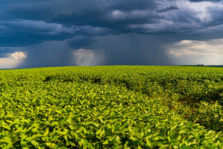 Red castor oil (Ricunus communis). Castor oil is often used as an active ingredient in most commercially available eye drops. Castor oil.の写真素材