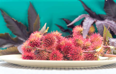 Red castor oil (Ricunus communis). Castor oil is often used as an active ingredient in most...