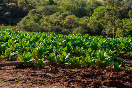 Young tobacco plants growing in a field on a sunny summer day.の写真素材