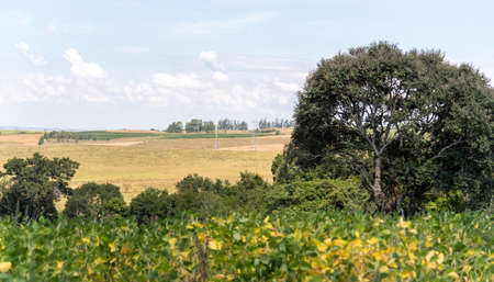 Rural landscape. Soy plants (Glycine max) in the foreground. Pampa biome region in southern Brazil....