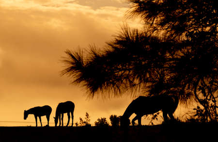 Rural landscape. Grazing horses silhouette. Positive energy and Spirituality. Feeling of...
