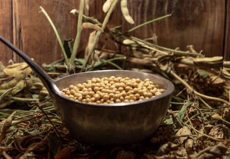 Soy beans. A metal shell full of cereal. Organic FUndo composed of dried soy plants and pods...